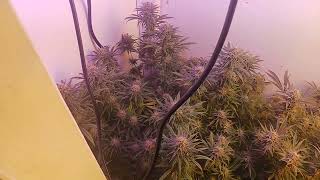 Growing With DubZ. Ep.18 week 17 of life. Week 7 of flower. Banana Kush and Fire OG.