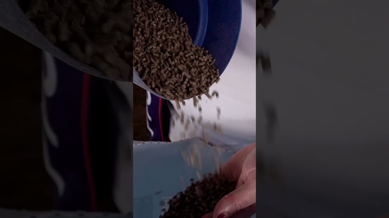 Чем кормить телят с рождения? Комбикорм Витула для телят от 0 до 3 месяцев. Корм для КРС 