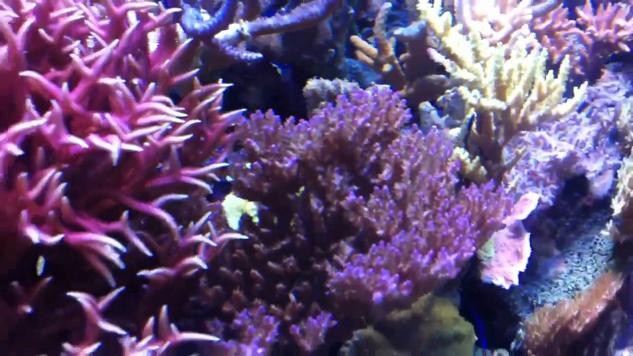 Reef Aquarium from Kuwait YouTube