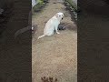 ロジカルな説明ができる　#japan #funnydogs #short #shortsyoutube #gardening #travel #羽生牧場 2024年1月7日