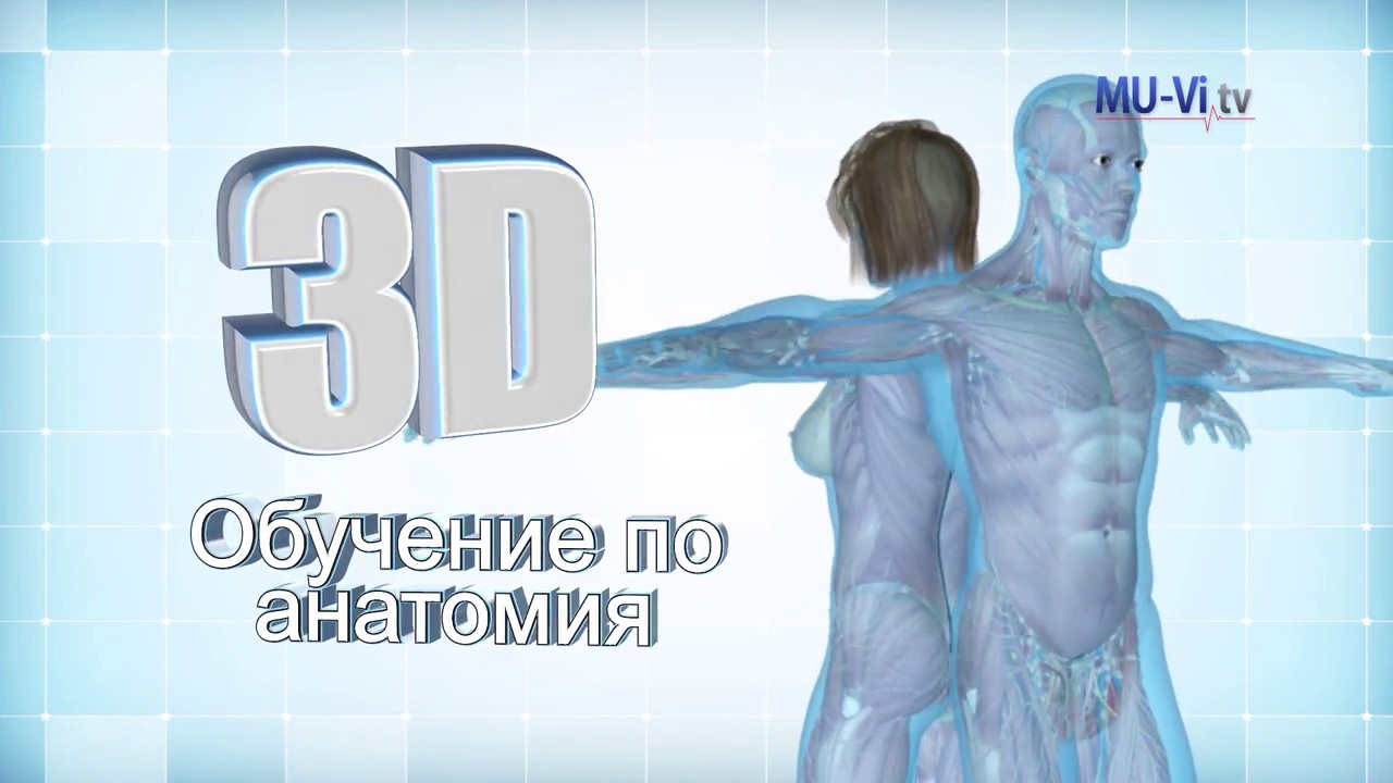 3D обучение по анатомия