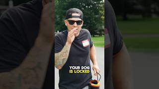 Why Does My Dog React to Everything on Walks? Learn How to Stop It
Why Does My Dog React to Everything on Walks? Learn How to Stop It Why Does My Dog React to Everything on Walks? Learn How to Stop It