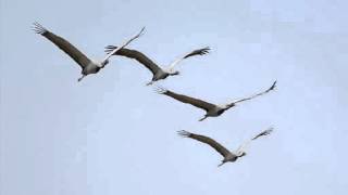 Yeni Türkü Telli Turna