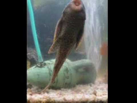 Pleco Ou Laveur De Vitres