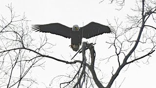 Centerport Bald  Eagle's flight ending in Slow Motion
