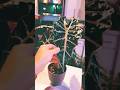 Alocasia Polly #plants #shortvideo #houseplants #garden #indoorplants #gaming #alocasia #shorts #diy