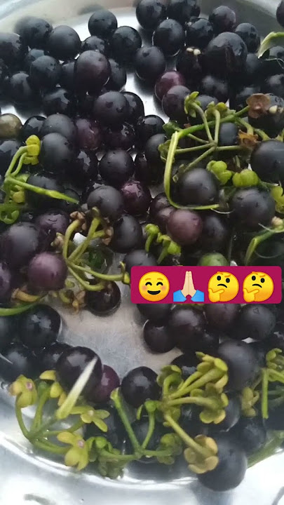 BLACK NIGHTSHADE // #solanumnigrum#sorts_videos #sanjay