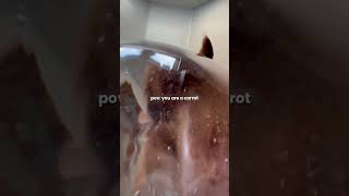 hej, jesteś marchewką 🥕 #pies #marchewka #novascotia #piesek #toller #asmr