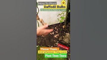Daffodil Bulb Planting Trick Try This #shorts #shortsfeed #daffodil #youtube