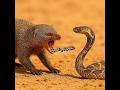 النمس ضد الأفعى السامة من سيفوز في معركة الصحراء البرية النمس ثعبان حيوانات مفترسة معلومات عامة 