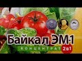 БАЙКАЛ ЭМ - 1 / 10 Ошибок/ Советы дачникам