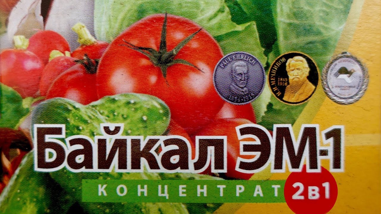 10 ОШИБОК при ПОЛУЧЕНИИ РАСТВОРА И ИСПОЛЬЗОВАНИЯ "БАЙКАЛ-ЭМ-1"