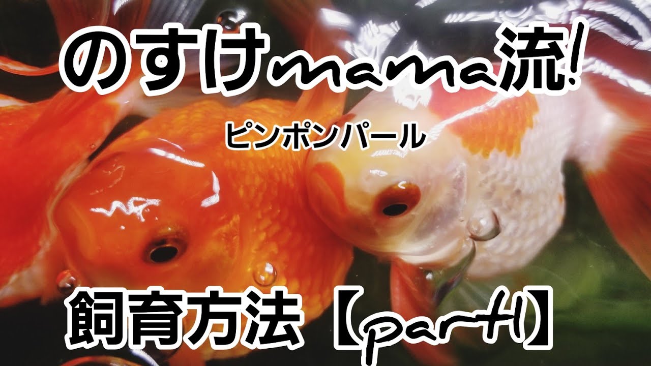 【ピンポンパール飼育方法（part１）】