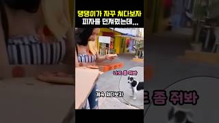 댕댕이에게 피자를 던져줬더니 #개 #멍멍이 #피자 #동물 #동물영상 #웃긴영상