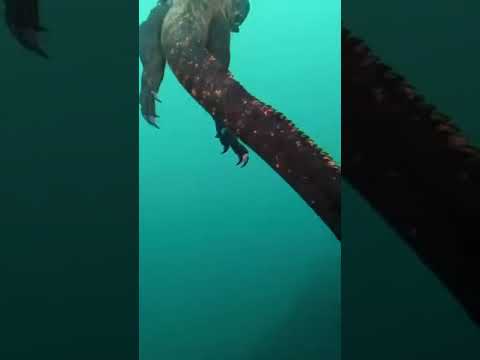 Actual Sea Lizard Godzilla Origin