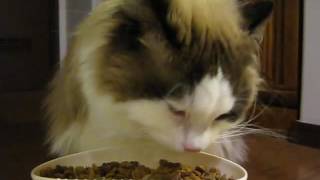 Cat Diet by Catcafe 3 views 7 years ago 1 minute, 18 seconds
