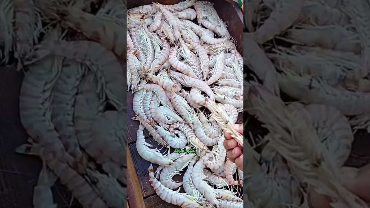 أسماك اليوم السبت من المكس  7/2/2026 للطلب والاستفسار الشيخ سعد/01275548286 