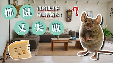 抓老鼠好难！捕鼠成功率秘诀告诉你 - 天天要闻