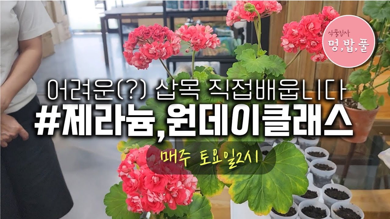 제라늄,삽목하기 원데이클래스(1) #제라늄원데이클래스 수강예약010-9236-3361