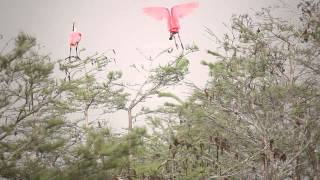 Rising Seas: Everglades