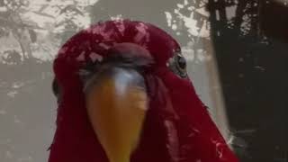LORO ROJO TIENE FLASHBACKS DE SU PASADO OSCURO | REDBIRD MEMES