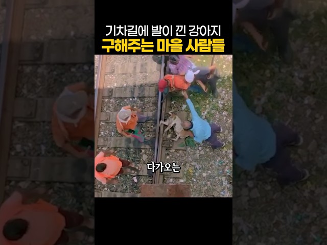 선로에 발이 낀 강아지를 구해준 영웅들