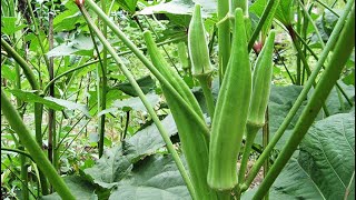 زراعة البامية من البذور | How to plant okra
