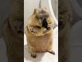 A Marmot Side-Stepping for Cookies #mamochi