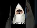 This Shark Can’t Stop Swimming 😳🦈 #animalfacts #shark #wildfacts