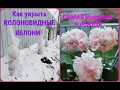 🌸🌴Самая красивая моя ПЕЛАРГОНИЯ-Сестричка/Как укрываю ШТАМБЫ колоновидных яблонь/СКАЗКА на новый лад