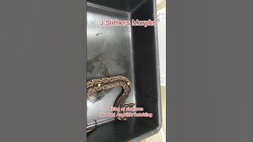 Het Red Axanthic hatchling definitely ready for her first meal spicy!