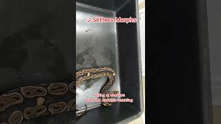 Het Red Axanthic hatchling definitely ready for her first meal spicy!