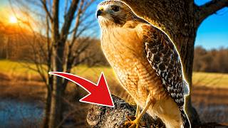 Hawk eats a frog it just caught right in front of the camera!