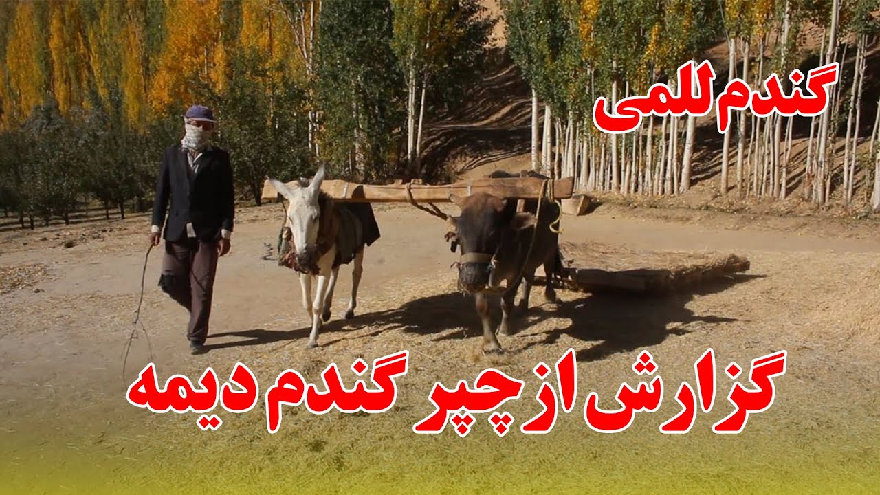 گزارش از چپر گندم دیمه یا للمی در ولسوالی اشترلی