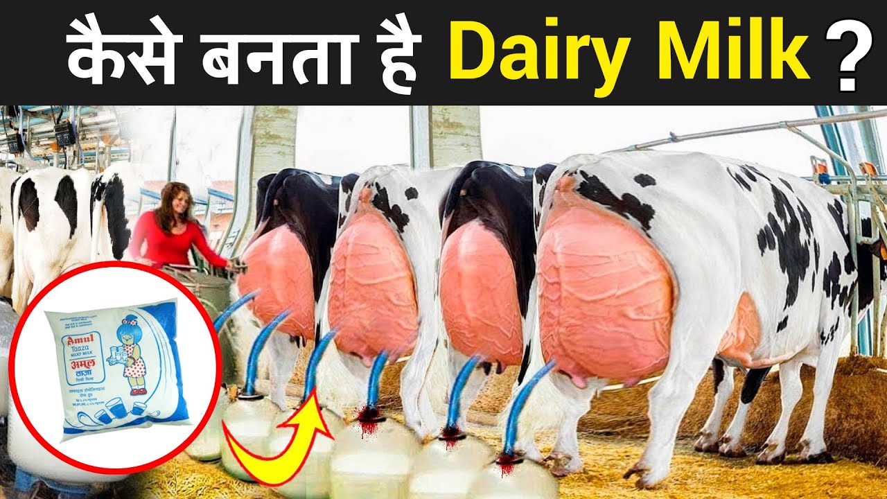 फैक्ट्री में कैसे बनती है डेरी दूध Process Of Dairy Milk Production