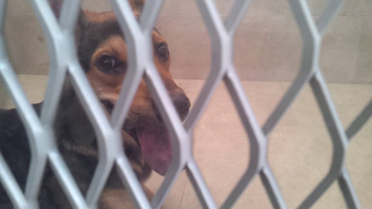 Dog for adoption at Singapore SPCA YouTube