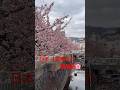 熱海桜🌸　第二弾👍