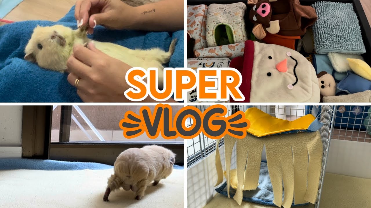 Vlog de rotina | Organização | Limpeza