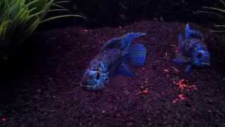 My Cichlid Tank @CarlosPanades
