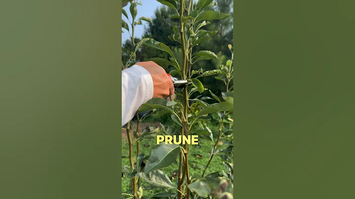 An Acronym to Help you Remember How to Prune Your Fruit Trees 🌳