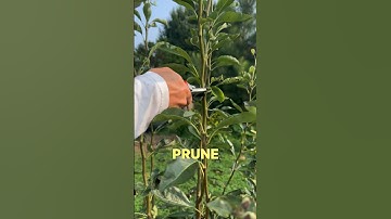 An Acronym to Help you Remember How to Prune Your Fruit Trees 🌳
