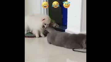 khoảnh khắc hài hước thú cưng đáng yêu