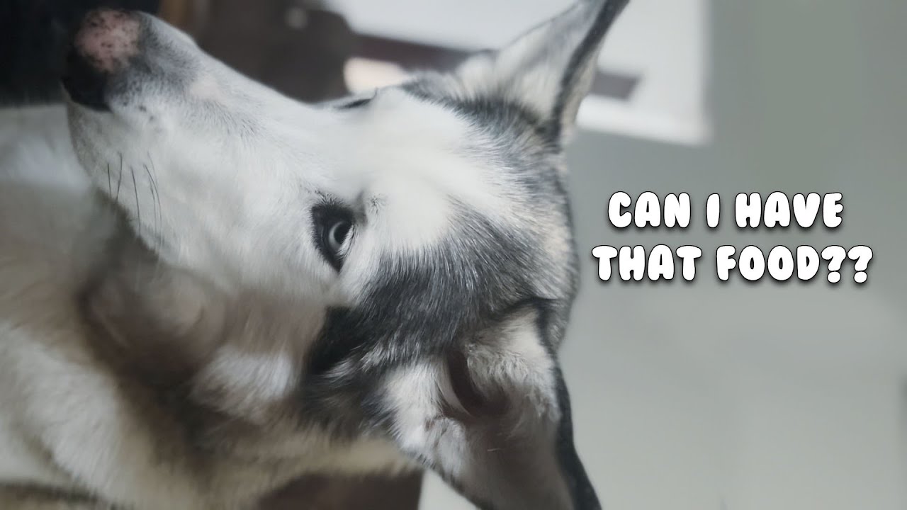 Huskies Begging For Food! 🐾🍗