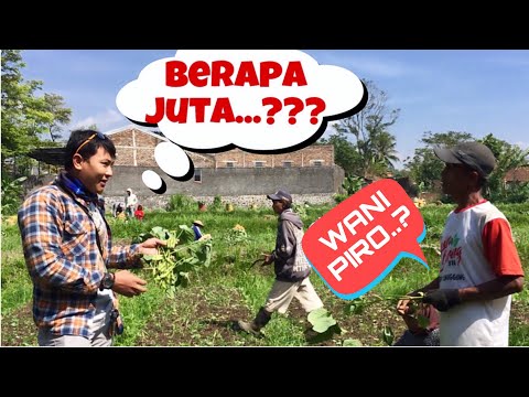 Video: Quince Jepang - Budidaya Dan Penggunaan