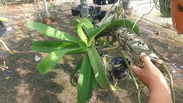 Đai Châu Buôn Đôn nhỏ và lớn thuần đang nụ tối 6.11.22 | sđt 0981052175