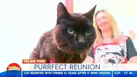 Cat REUNITED with owner 14 years after disappearing