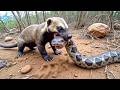 Deadly Battles Of African Snakes Naturedocumentary Wild Kingdoom 