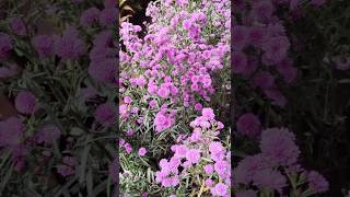 Lots Of Daisy Flowers Together Home Gardening