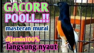 Langsung nyaut !! Skill dewa kicau si burung murai paling joss . Cocok untuk pancingan