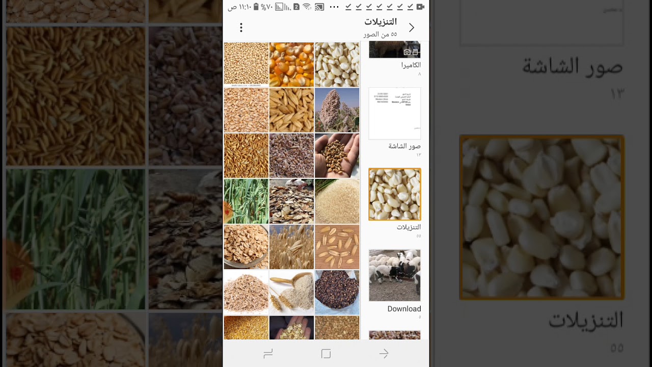 نسبة البروتين في اهم خامات الاعلاف
